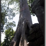 Photo: Massive Tree Growing on Top of Banteay Kdei Wall Structures