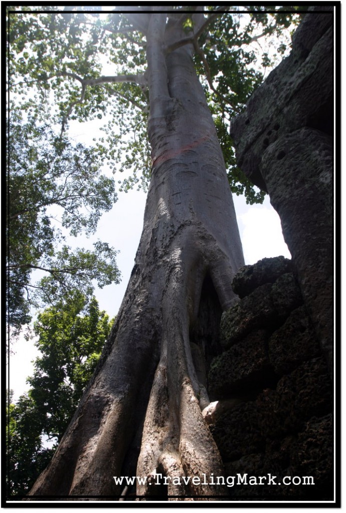 Photo: Massive Tree Growing on Top of Banteay Kdei Wall Structures