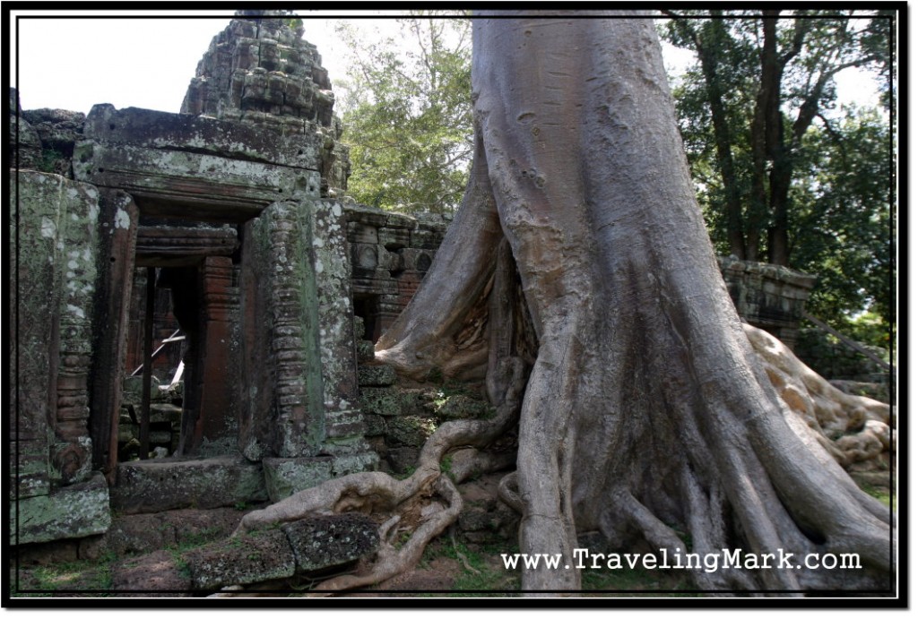 Photo: Tree Became One with Ancient Stones at Banteay Kdei