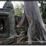 Photo: Tree Became One with Ancient Stones at Banteay Kdei