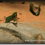 Photo: Praying Mantis I Spotted at the Banteay Kdei Temple