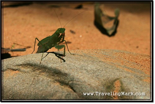 Photo: Praying Mantis I Spotted at the Banteay Kdei Temple