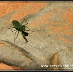 Photo: Praying Mantis Enjoying the Warm Rays of Cambodian Sun