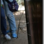 Photo: Watching Quietly Posed Stick Insect