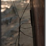 Photo: Stick Insect Blending with Surrounding in Color, but Not Shape