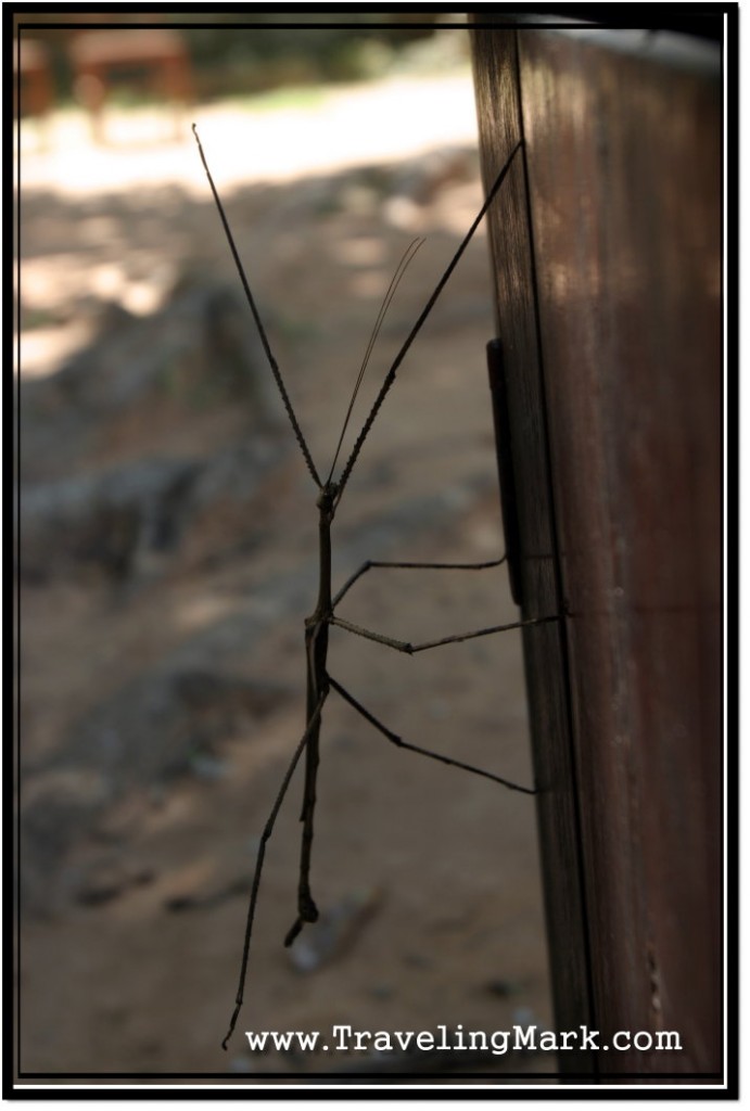 Photo: Stick Insect Blending with Surrounding in Color, but Not Shape