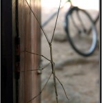 Photo: Stick Insect on a Garbage Bin, My Bicycle in the Background