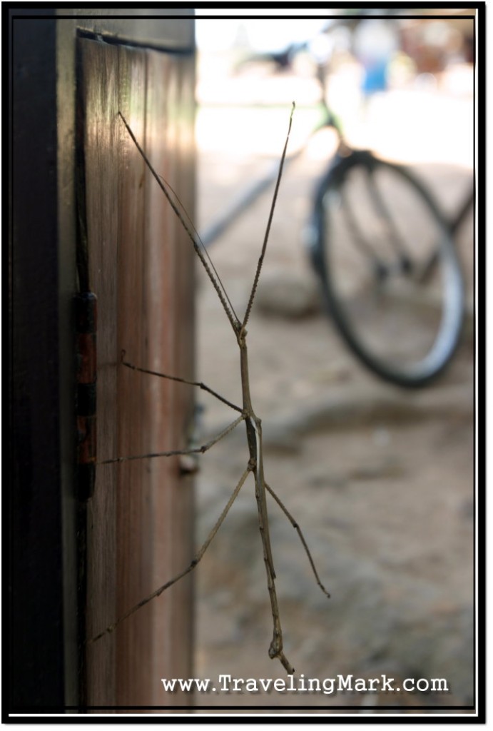 Photo: Stick Insect on a Garbage Bin, My Bicycle in the Background