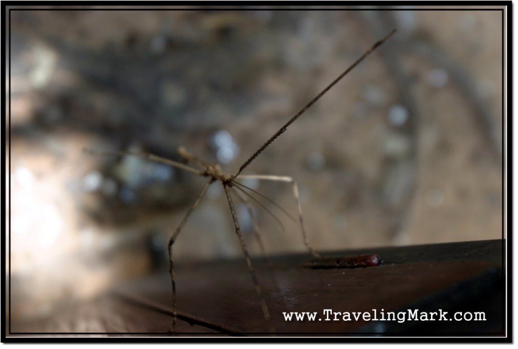 Photo: Focused on Stick Insects Head