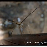Photo: Focused on Stick Insects Head