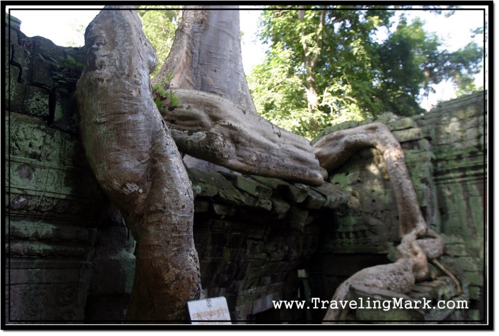 Photo: Parts of Ta Prohm Temple Collapsed Under the Weight of Big Trees