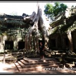 Photo: Strong Cambodian Sun Causing Harsh Contrasts at Ta Prohm