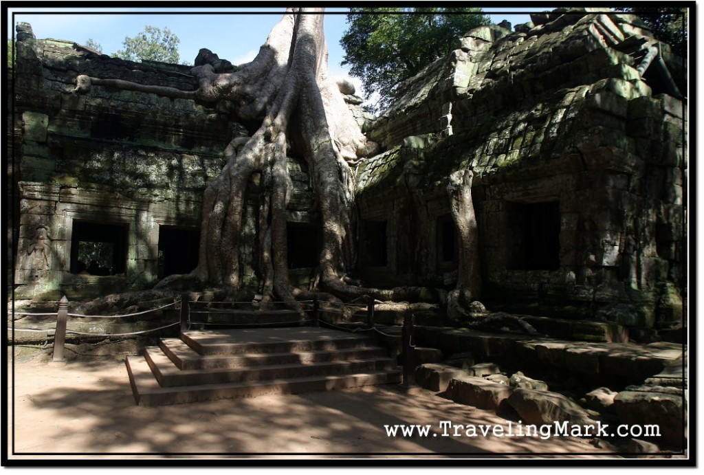 Photo: Famous Huge Tree Roots Picture Spot at Ta Prohm Temple, Angkor