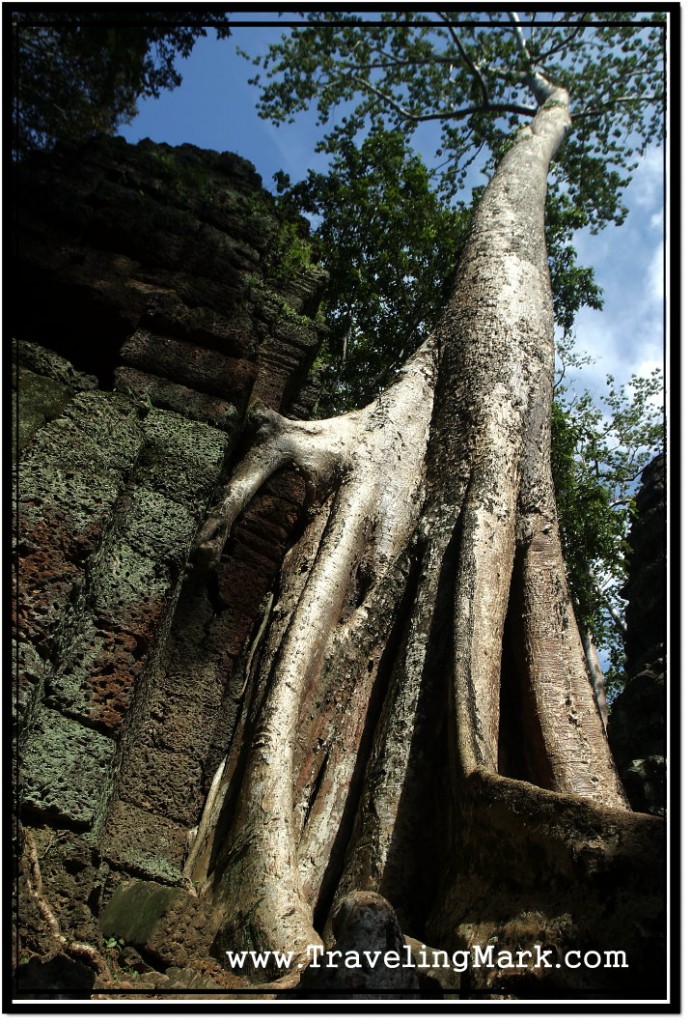 Photo: Giant Tree Growing on Top of the Wall at Ta Prohm