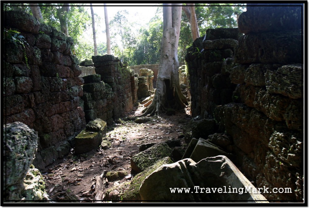 Photo: Much of Ta Prohm is in a Great State of Ruin