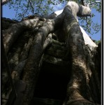 Photo: Spot at Ta Prohm Offering Greatest Photo Opportunities