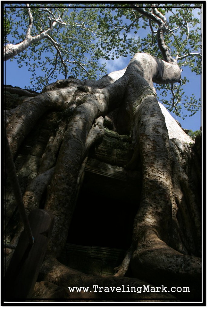 Photo: Spot at Ta Prohm Offering Greatest Photo Opportunities