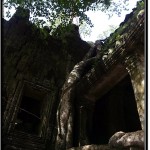 Photo: Huge Tree Roots Encircling Ancient Structure of Ta Prohm