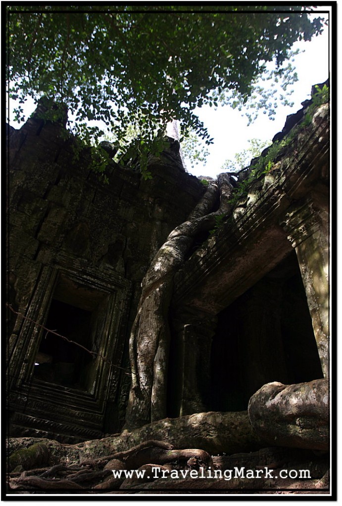 Photo: Huge Tree Roots Encircling Ancient Structure of Ta Prohm