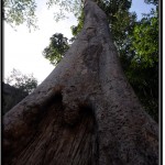 Photo: Huge Tree Towering Up to the Sky at Ta Prohm