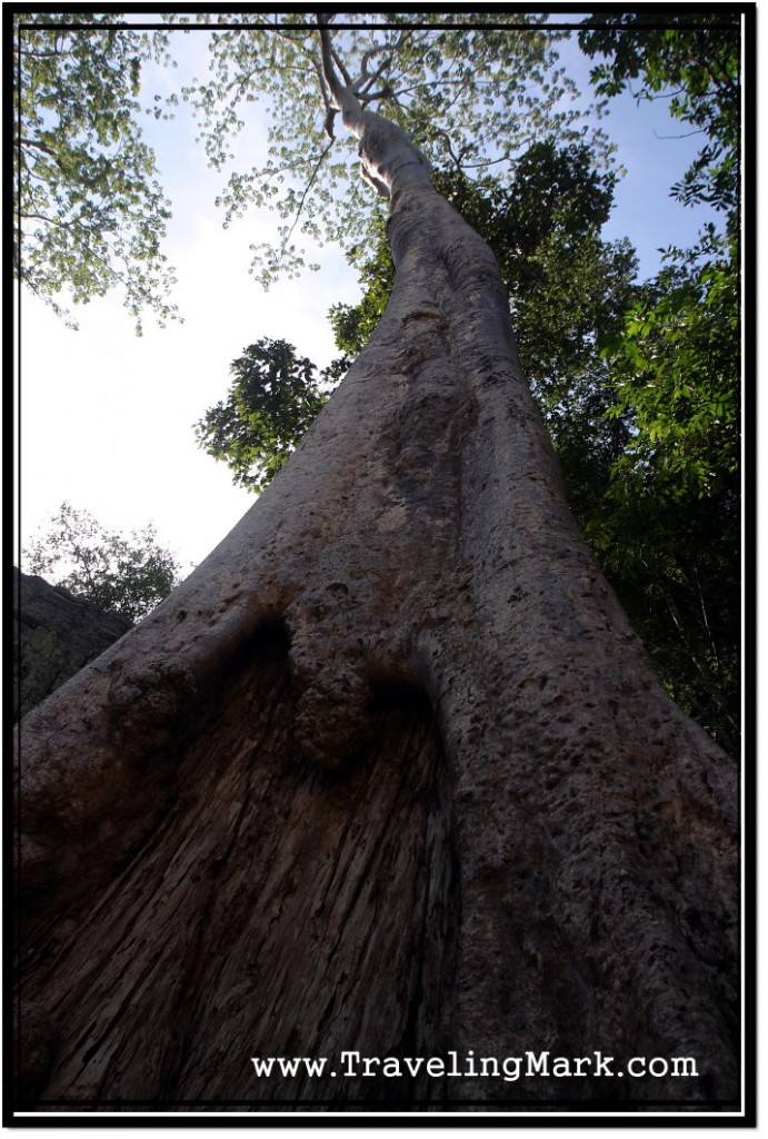 Photo: Huge Tree Towering Up to the Sky at Ta Prohm