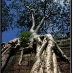 Photo: Impressive Roots Growing Over the Wall at the Ta Prohm Temple