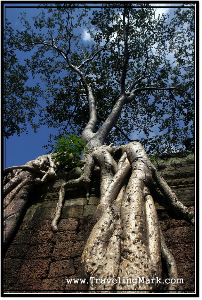 Photo: Impressive Roots Growing Over the Wall at the Ta Prohm Temple