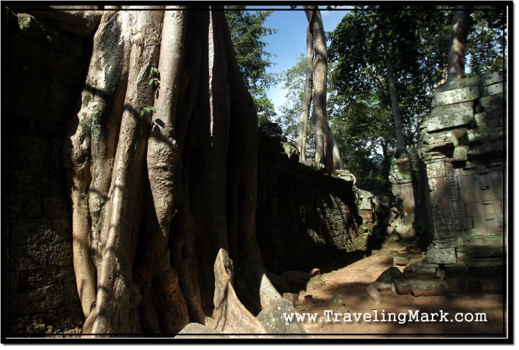 Photo: Tree Roots Growing Over Ta Prohm Stone Wall
