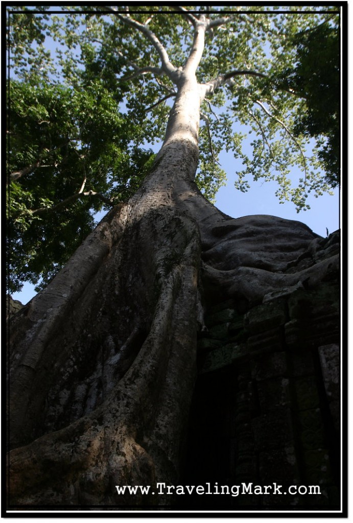 Photo: Monstrous Trees Growing on a Gallery of Ta Prohm Temple