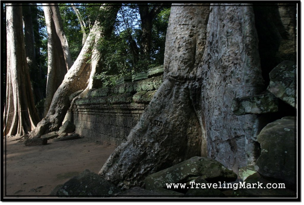 Photo: Trees Growing Over North Exterior Wall of Ta Prohm