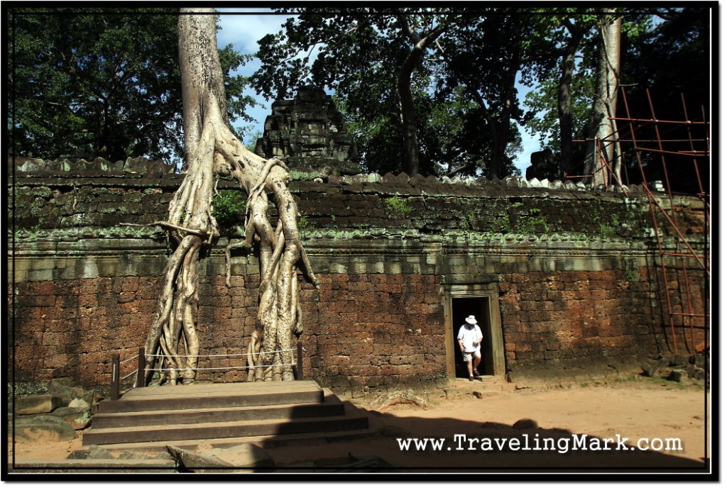 Photo: This Platform was Built so People Can Take Photographs Before the Scenic Tree Wall