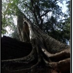 Photo: Monstrous Tree Growing Over Ta Prohm Walls