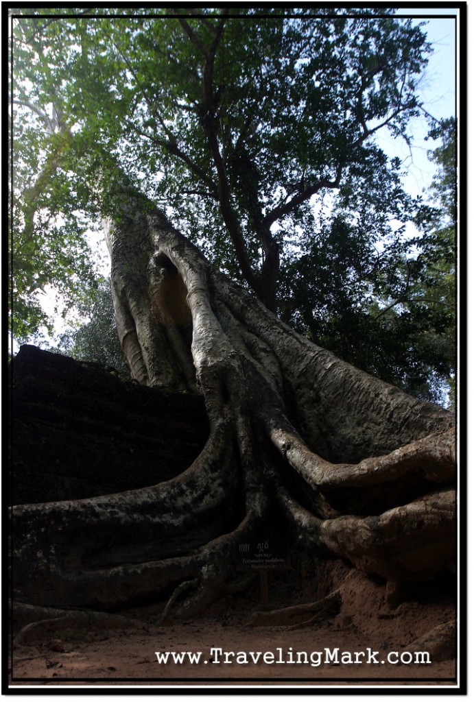 Photo: Monstrous Tree Growing Over Ta Prohm Walls