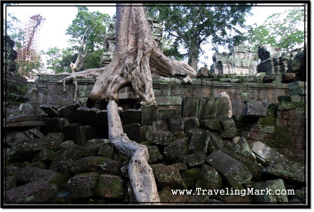 Photo: Roots Over Collapsed Walls of Ta Prohm