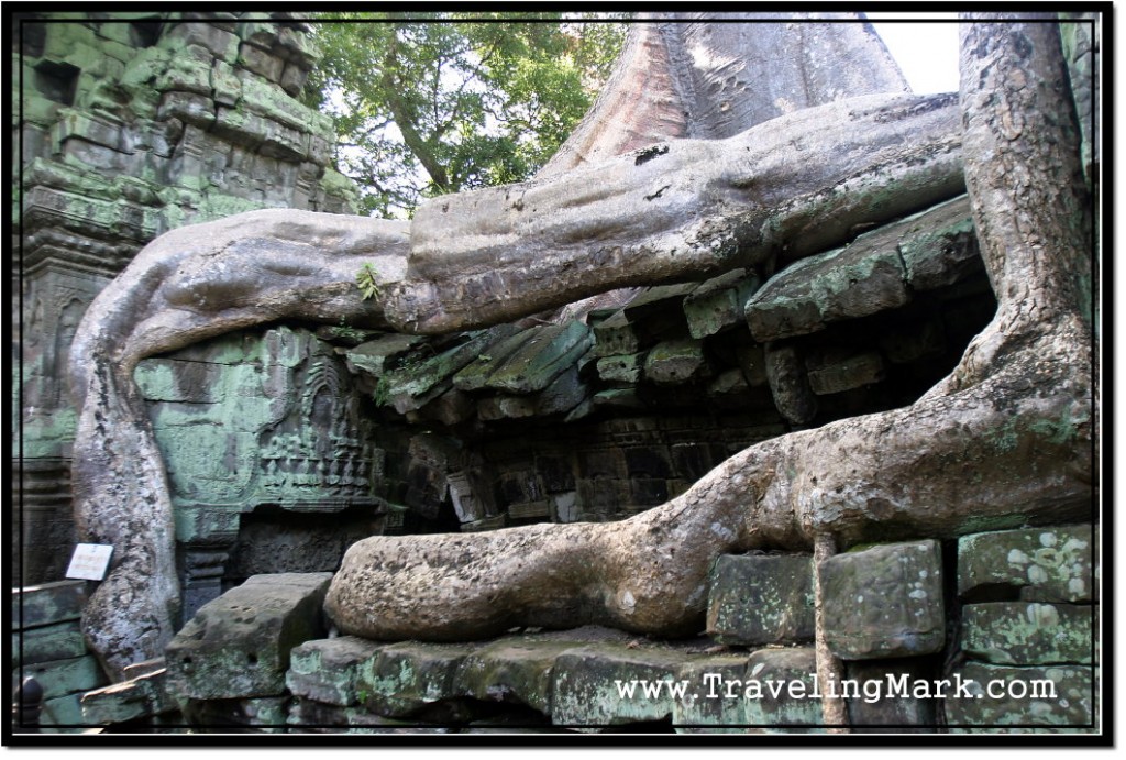Photo: Tree Roots at Ta Prohm Temple Crawling Over Stones like Snakes