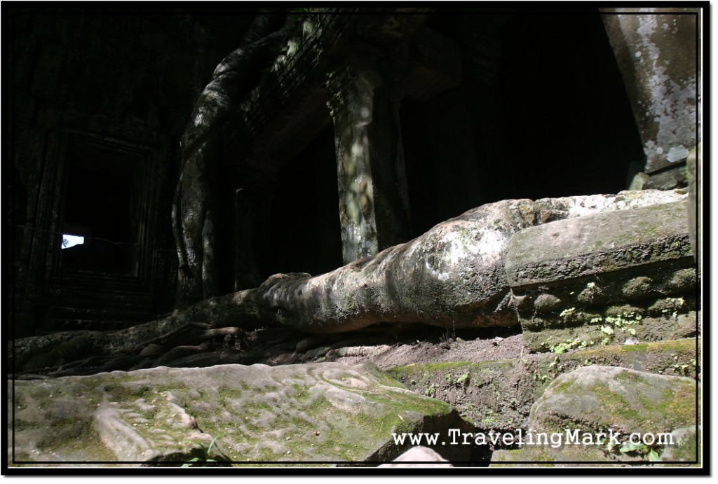 Photo: Ta Prohm Roots Looking Like Giant Snakes