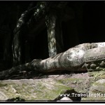 Photo: Ta Prohm Roots Looking Like Giant Snakes