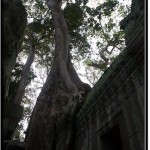 Photo: Giant Silk Tree Growing Over Ta Prohm Temple Walls