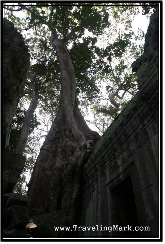 Photo: Giant Silk Tree Growing Over Ta Prohm Temple Walls