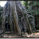 Photo: Ta Prohm Stone Structure Engulfed by a Tree