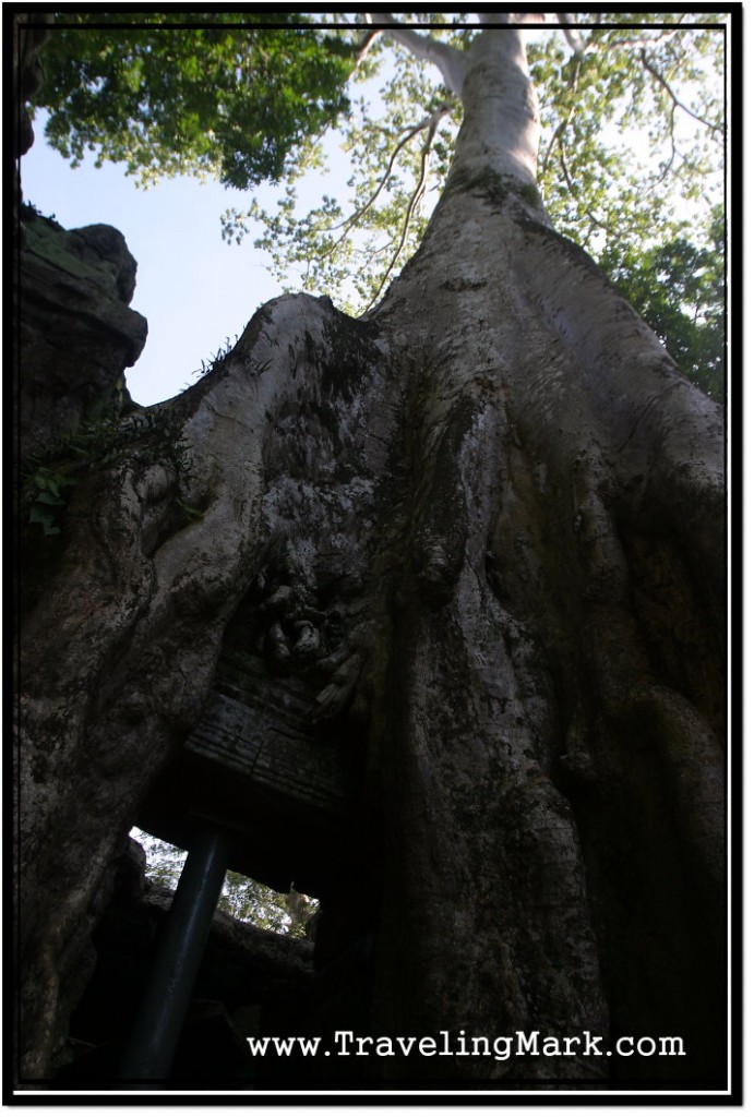 Photo: Walls of Ta Prohm Supported to Prevent Further Collapse