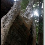 Photo: Tree Growing Atop Stone Walls of Ta Prohm Temple