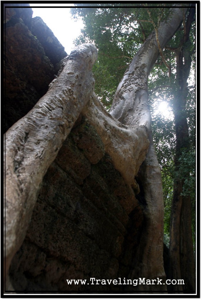 Photo: Tree Growing Atop Stone Walls of Ta Prohm Temple