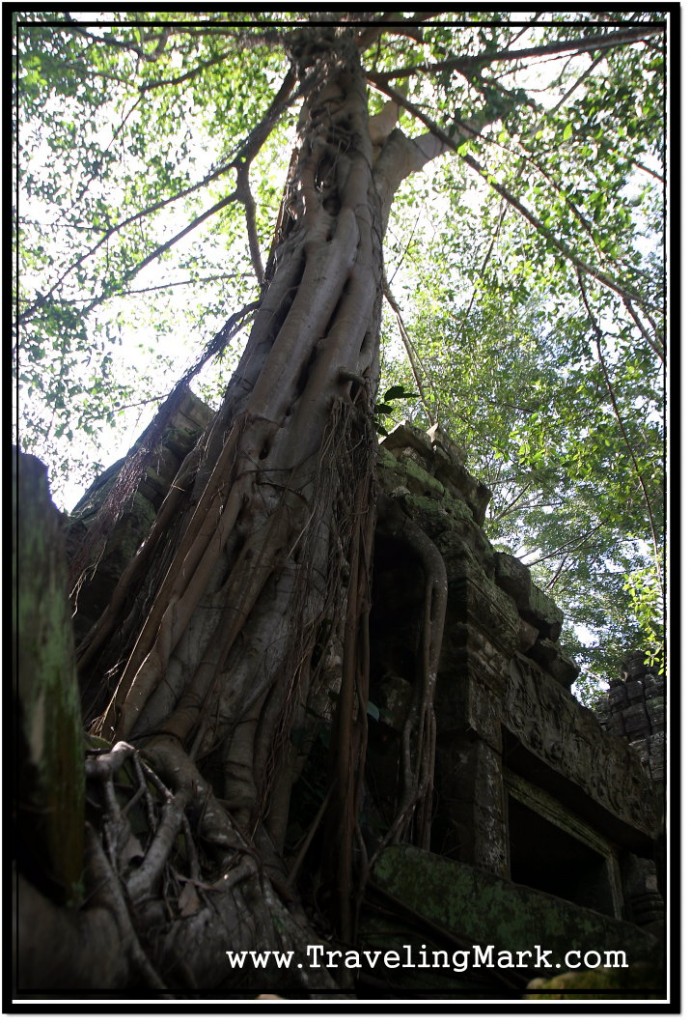 Photo: Jungle Lianas Growing Over Trees Growing Over Ta Prohm Temple