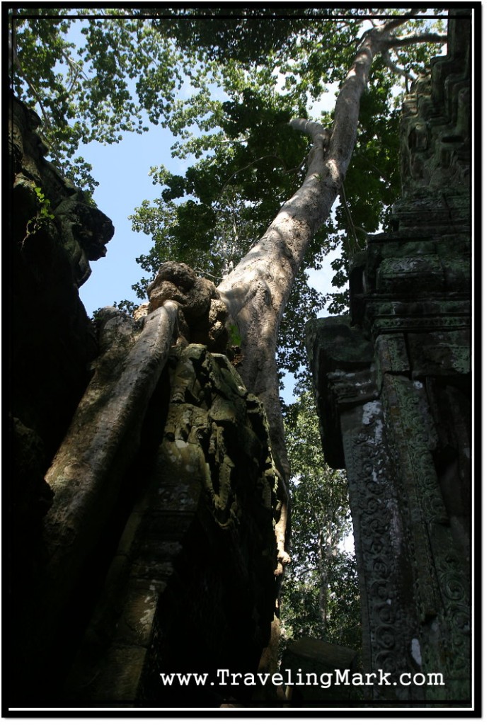 Photo: Tree Growing Over Ta Prohm Entrance Gate