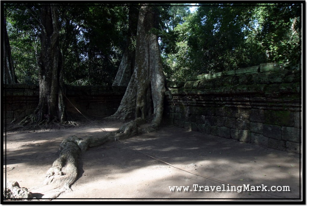 Photo: Tree Roots Creating Snake Like Serpentines at Ta Prohm