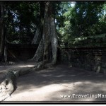 Photo: Tree Roots Creating Snake Like Serpentines at Ta Prohm