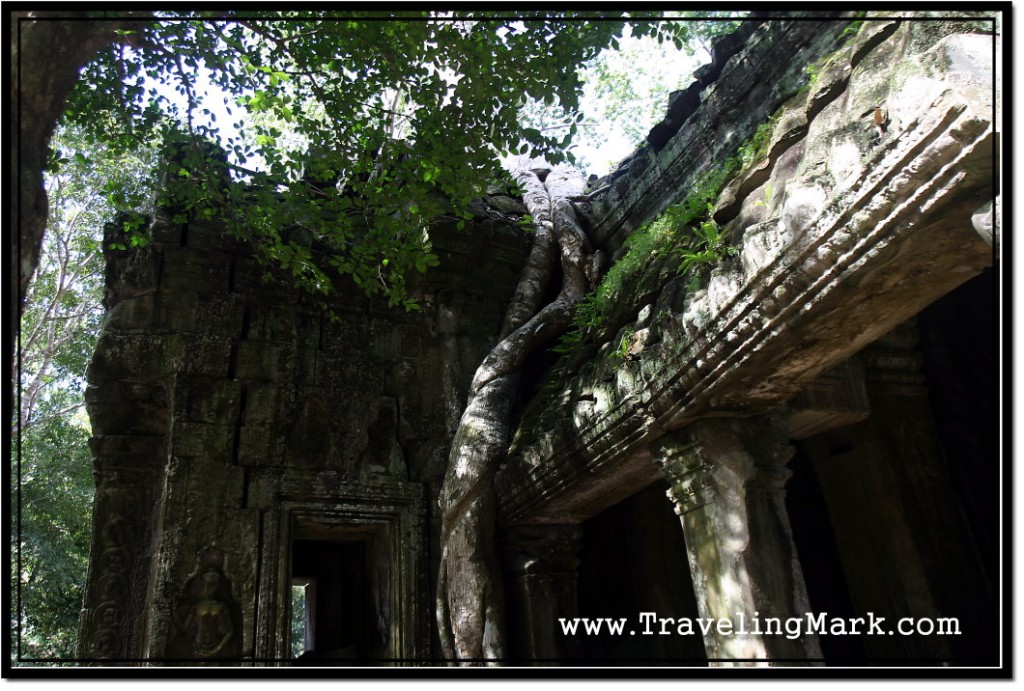 Photo: Tree Roots Cascading Down the Walls of Ta Prohm Temple