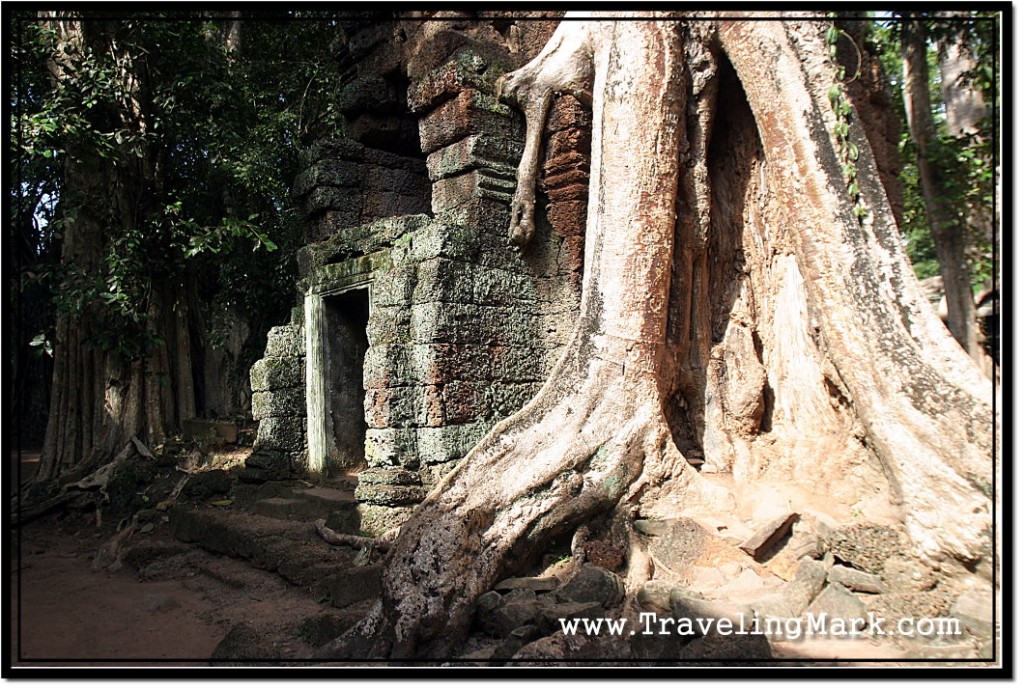 Photo: Tree Roots Controlling Side Entrance to Ta Prohm