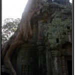 Photo: Ta Prohm Temple Taken Over by a Monstrous Tree